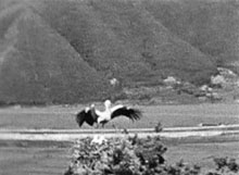 コウノトリ