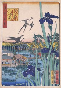 浪花百景より「うらえ杜若」
