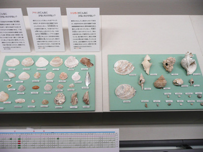 大坂城下町周辺で出土した貝類(中世~近世)
