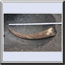 江戸時代の骨細工に用いたスイギュウの角