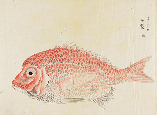 水族図譜