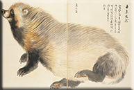 「珍禽奇獣図」のうち千年土竜　森狙仙筆